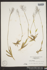 Panicum strigosum image