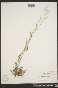 Panicum strigosum image