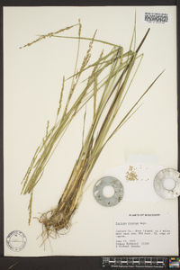 Panicum strigosum image