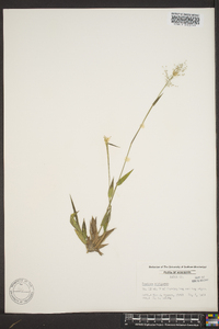 Panicum strigosum image