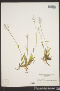 Panicum strigosum image