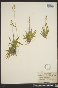 Panicum strigosum image