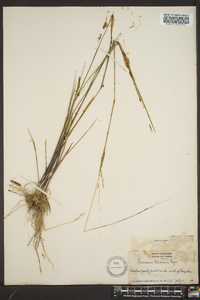 Panicum strigosum image