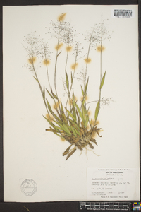 Panicum strigosum image