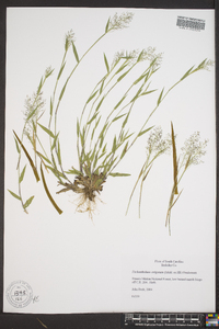 Panicum strigosum image