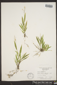 Panicum strigosum image