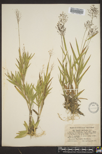 Panicum strigosum image