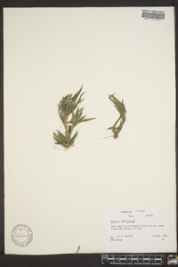 Panicum strigosum image