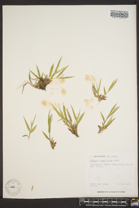 Panicum strigosum image