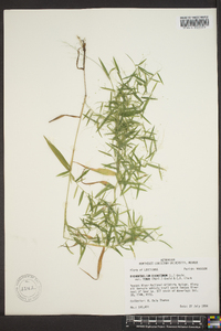 Panicum strigosum image