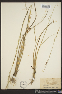 Panicum strigosum image