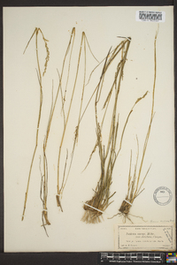 Panicum strigosum image