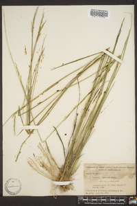 Panicum strigosum image