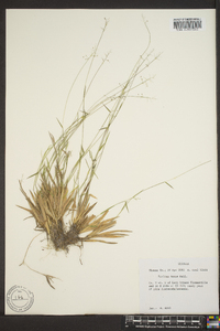 Panicum strigosum image