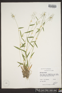 Panicum strigosum image