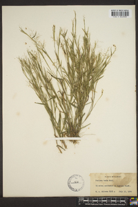 Panicum strigosum image