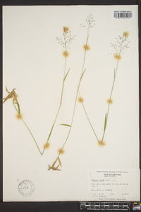 Panicum strigosum image