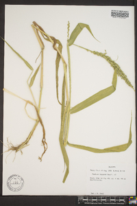 Panicum strigosum image