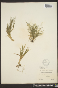 Panicum trifolium image