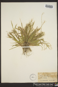 Panicum trifolium image