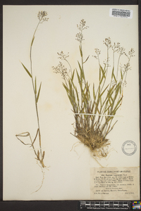 Panicum trifolium image