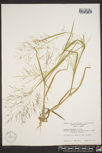 Panicum trifolium image