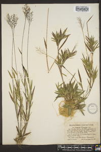 Panicum trifolium image