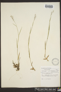 Panicum trifolium image