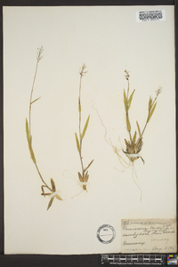 Panicum trifolium image