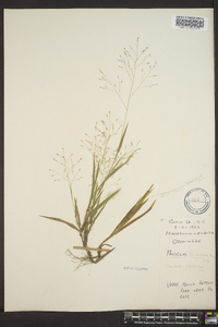 Panicum trifolium image