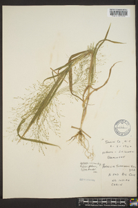 Panicum trifolium image