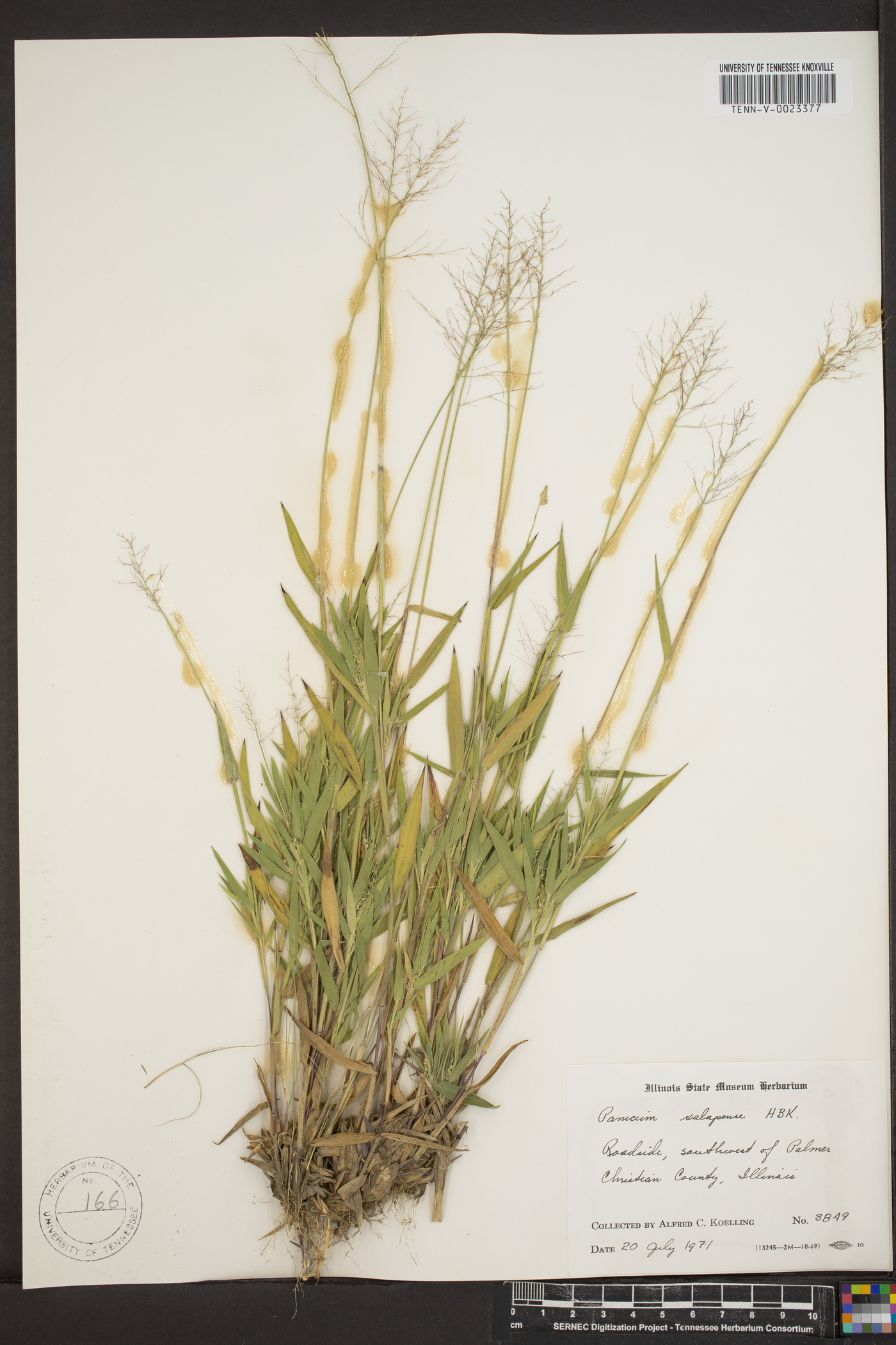 Panicum trifolium image