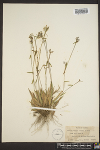 Panicum trifolium image