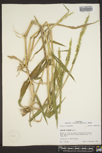 Urochloa texana image