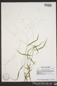 Kellochloa verrucosa image