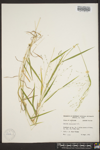 Kellochloa verrucosa image