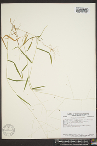 Kellochloa verrucosa image