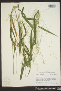 Kellochloa verrucosa image