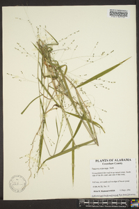 Kellochloa verrucosa image