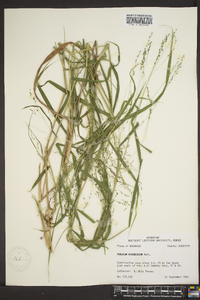 Kellochloa verrucosa image