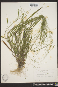 Kellochloa verrucosa image