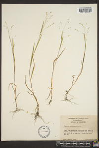 Kellochloa verrucosa image