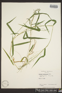 Kellochloa verrucosa image