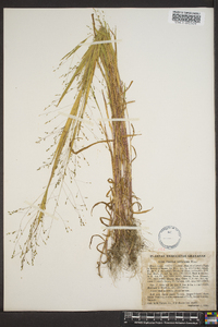 Kellochloa verrucosa image