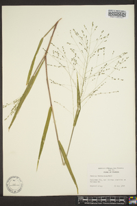 Kellochloa verrucosa image