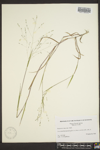 Kellochloa verrucosa image