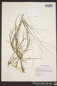 Kellochloa verrucosa image