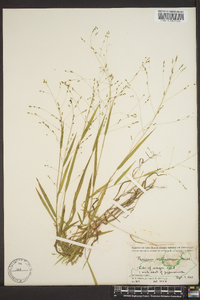 Kellochloa verrucosa image