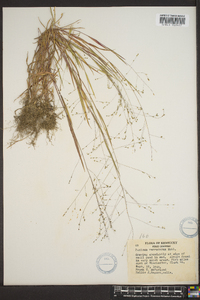 Kellochloa verrucosa image