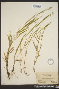 Kellochloa verrucosa image